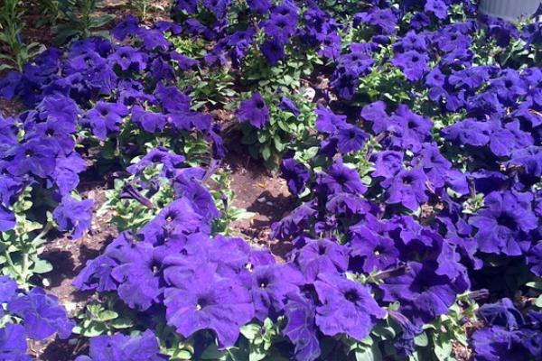 紫羅蘭怎么養(yǎng) 紫羅蘭養(yǎng)殖方法與注意事項