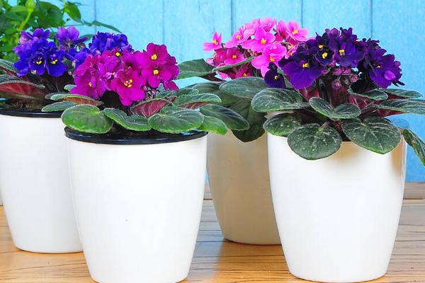 紫羅蘭怎么養(yǎng) 紫羅蘭養(yǎng)殖方法與注意事項