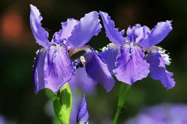 紫羅蘭怎么養(yǎng) 紫羅蘭養(yǎng)殖方法與注意事項