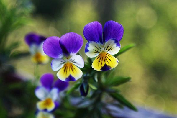 紫羅蘭怎么養(yǎng) 紫羅蘭養(yǎng)殖方法與注意事項