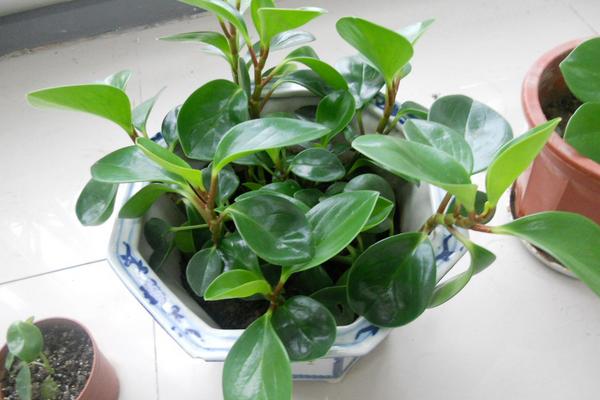 豆瓣綠家庭水培養(yǎng)殖方法 如何讓豆瓣綠越來越多的繁殖