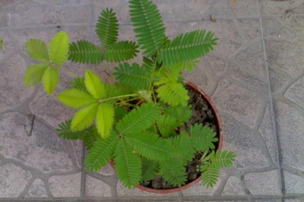 含羞草吸甲醛嗎 家里有孕婦能養含羞草嗎