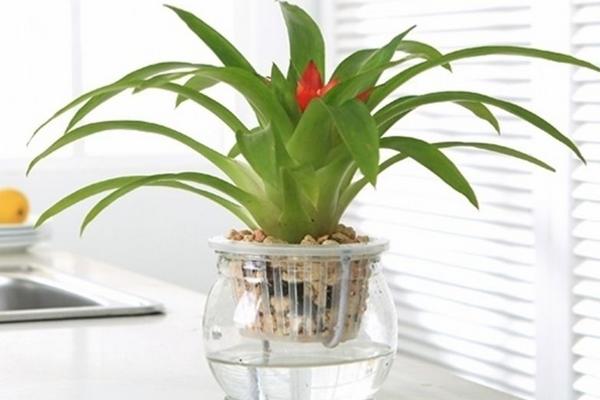 鴻運當頭可以水培養殖嗎 鴻運當頭沒有根能活么