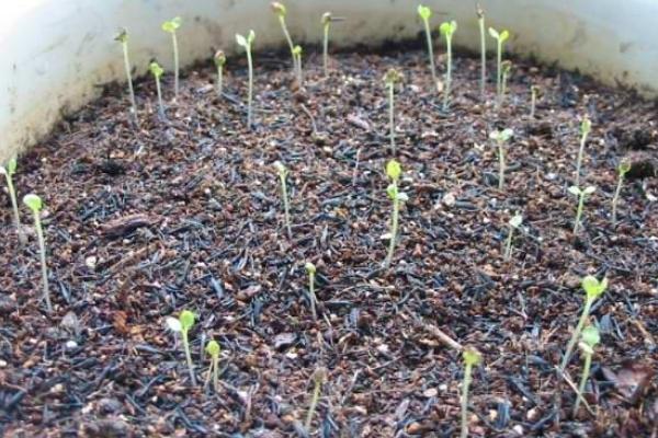 紫羅蘭種子市場(chǎng)價(jià)格多少錢一斤 紫羅蘭種子怎么種