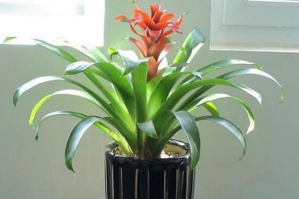 鴻運(yùn)當(dāng)頭葉子發(fā)黃卷曲怎么辦（原因及解決方法） 鴻運(yùn)當(dāng)頭根爛了怎么辦