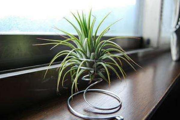空氣鳳梨吸甲醛嗎 空氣鳳梨能凈化空氣嗎