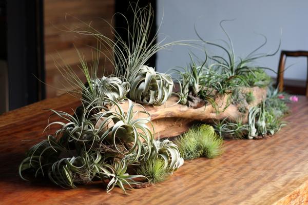 空氣鳳梨對風水的作用 家里養(yǎng)空氣鳳梨的好處