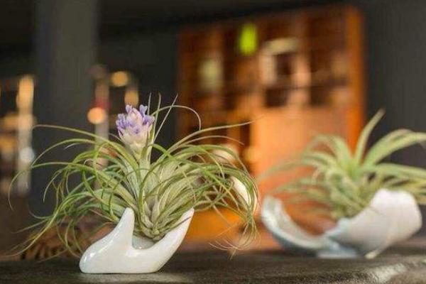 空氣鳳梨對風(fēng)水的作用 家里養(yǎng)空氣鳳梨的好處