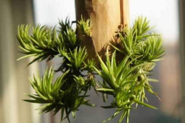 空氣鳳梨對風(fēng)水的作用 家里養(yǎng)空氣鳳梨的好處