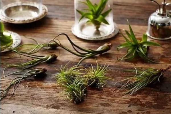 空氣鳳梨對風(fēng)水的作用 家里養(yǎng)空氣鳳梨的好處