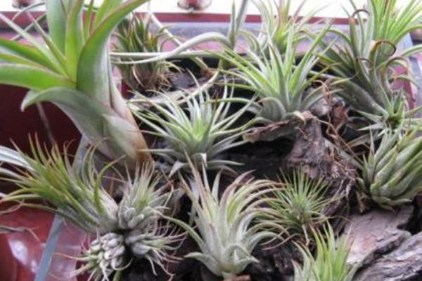 空氣鳳梨對風(fēng)水的作用 家里養(yǎng)空氣鳳梨的好處