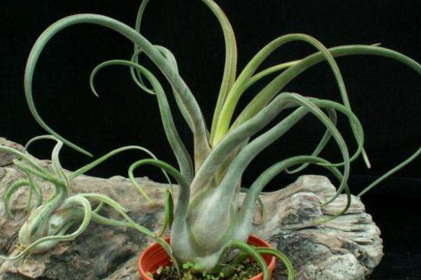 空氣鳳梨多久澆一次水 空氣鳳梨怎么播種繁殖