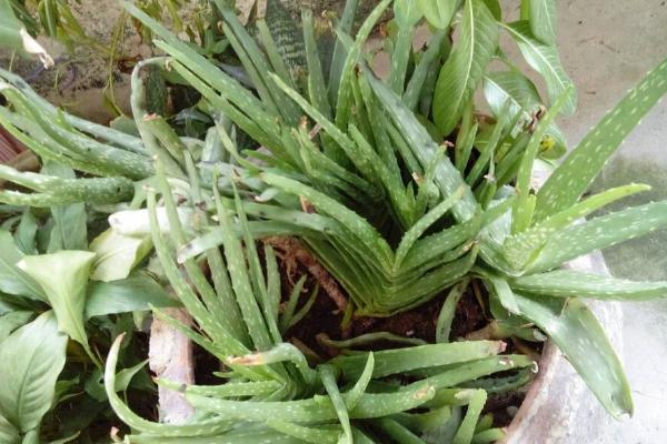 蘆薈開花嗎（什么時候） 蘆薈開花是好兆頭嗎