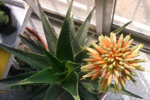 蘆薈開花預示著什么 家里蘆薈開花好不好