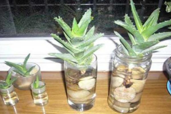 蘆薈可以水培養殖嗎 蘆薈水培方法