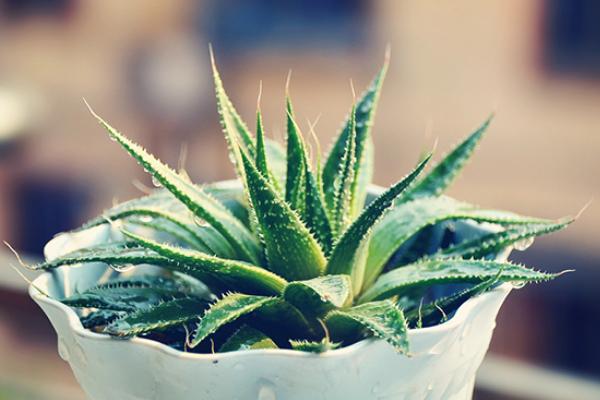 蘆薈圖片大全 蘆薈怎么用