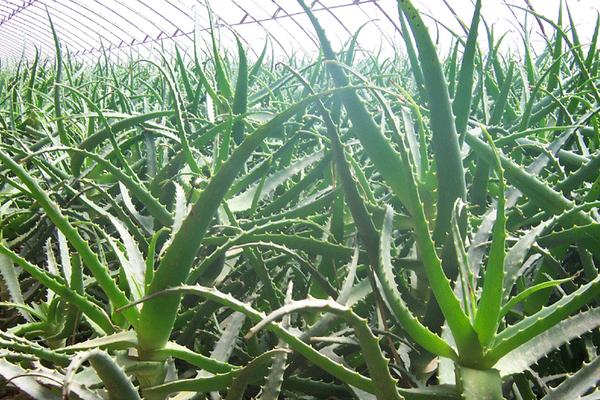 蘆薈圖片大全 蘆薈怎么用