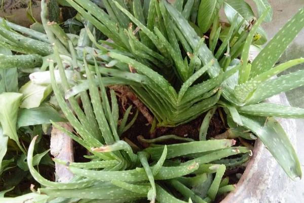 蘆薈圖片大全 蘆薈怎么用