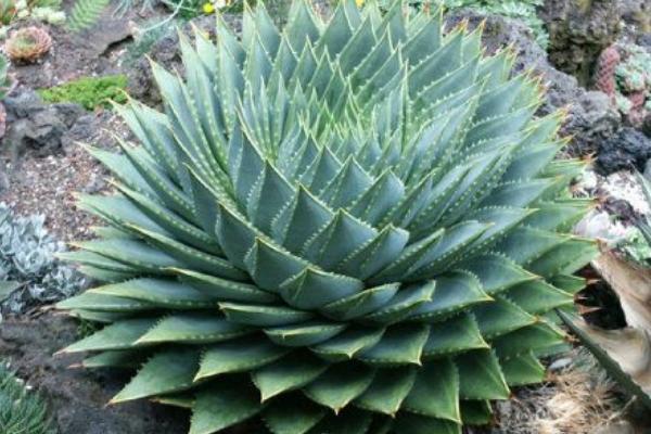 蘆薈圖片大全 蘆薈怎么用