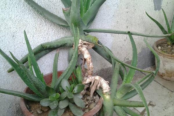 蘆薈圖片大全 蘆薈怎么用