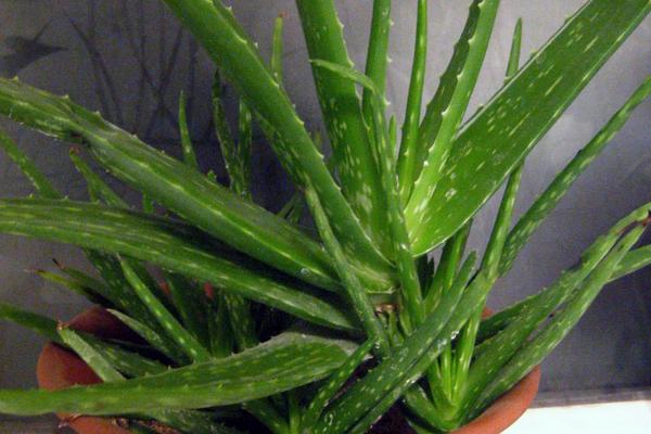 蘆薈圖片大全 蘆薈怎么用