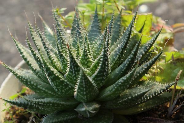 蘆薈圖片大全 蘆薈怎么用