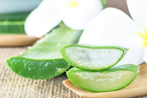 蘆薈圖片大全 蘆薈怎么用