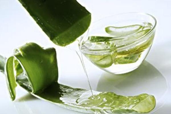 蘆薈圖片大全 蘆薈怎么用