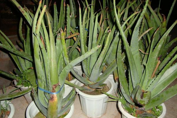 蘆薈圖片大全 蘆薈怎么用