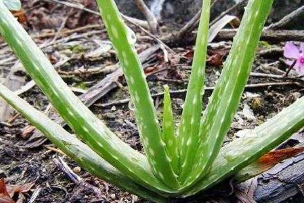 蘆薈圖片大全 蘆薈怎么用