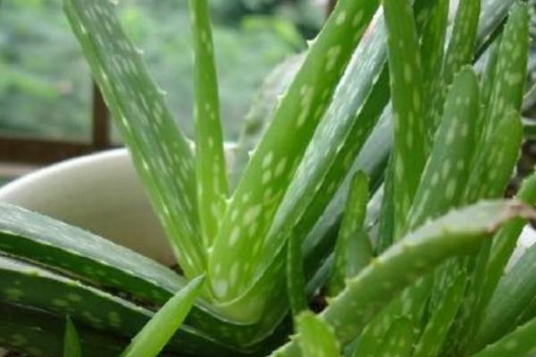 蘆薈圖片大全 蘆薈怎么用