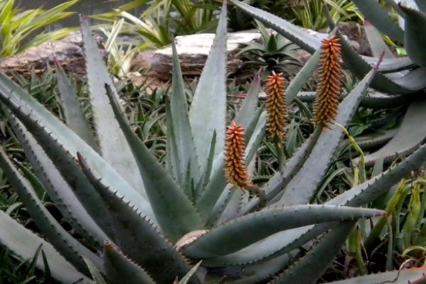 蘆薈圖片大全 蘆薈怎么用