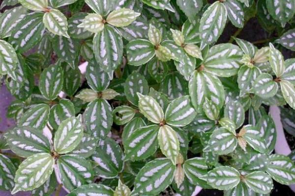 冷水花扦插繁殖方法 冷水花怎么澆水