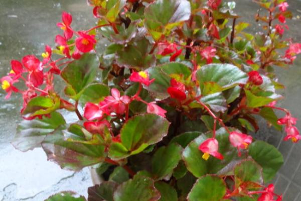 四季海棠怎么養(yǎng) 四季海棠養(yǎng)殖方法與注意事項(xiàng)