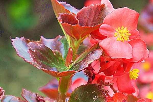 四季海棠種子市場(chǎng)價(jià)格多少錢一斤 四季海棠的養(yǎng)殖方法