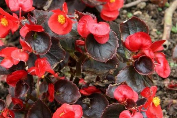 四季海棠種子市場價格多少錢一斤 四季海棠的養殖方法