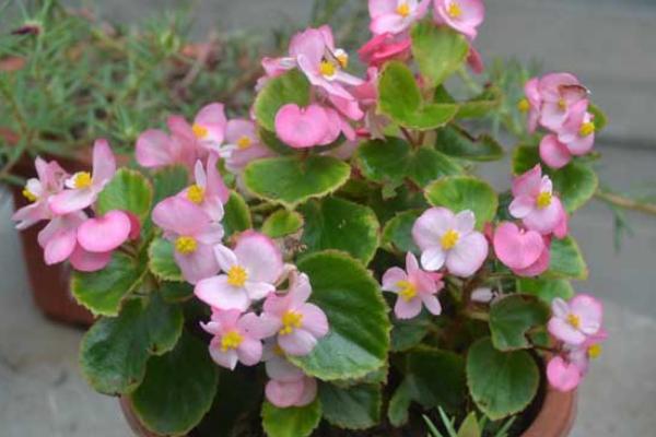 四季海棠種子市場價格多少錢一斤 四季海棠的養殖方法