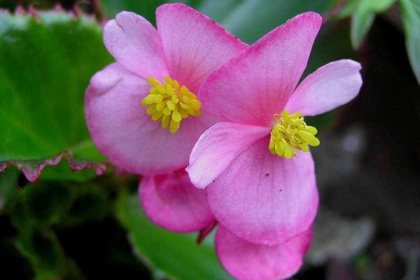 四季海棠種子市場價格多少錢一斤 四季海棠的養殖方法