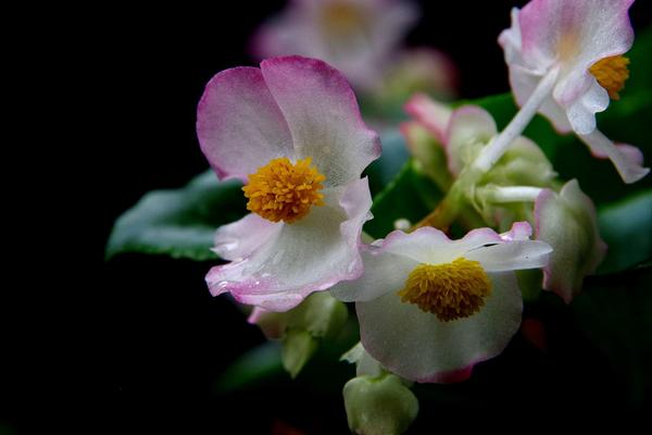 四季海棠種子市場價格多少錢一斤 四季海棠的養殖方法