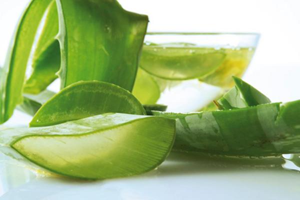 新鮮蘆薈怎樣做面膜 蘆薈面膜的制作方法