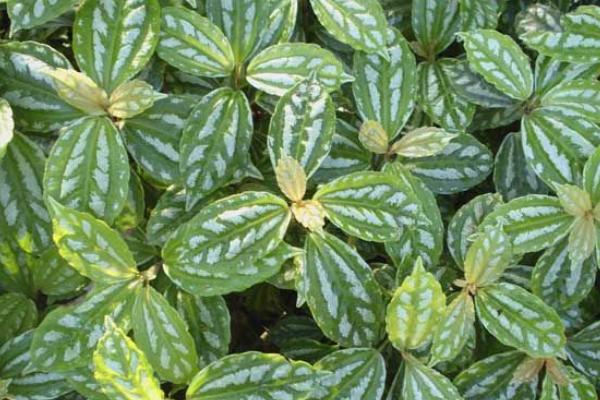 冷水花怎么養 冷水花的養殖方法和注意事項