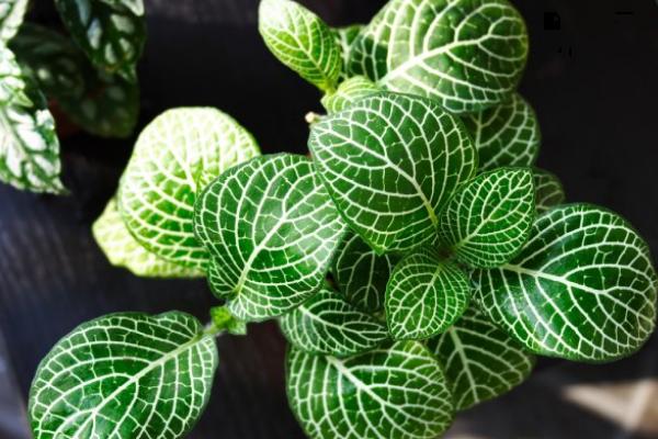 冷水花怎么養 冷水花的養殖方法和注意事項