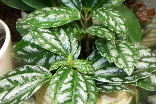 冷水花怎么養 冷水花的養殖方法和注意事項