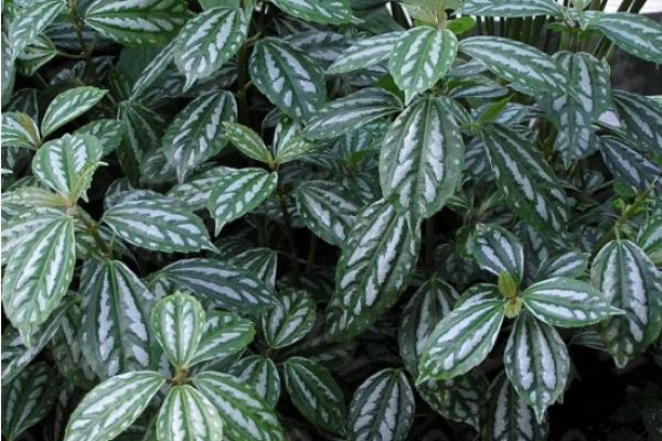 冷水花怎么養 冷水花的養殖方法和注意事項