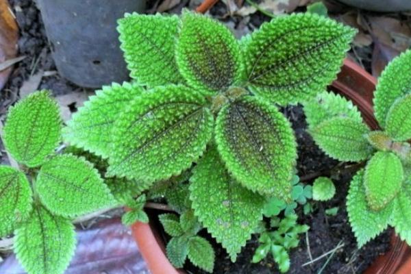 冷水花怎么養 冷水花的養殖方法和注意事項