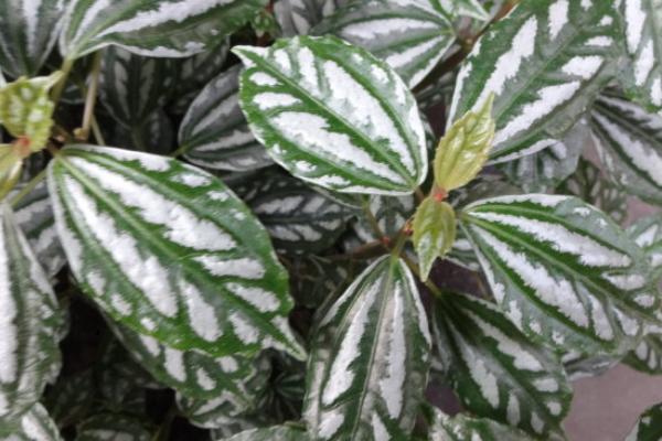 冷水花怎么養 冷水花的養殖方法和注意事項