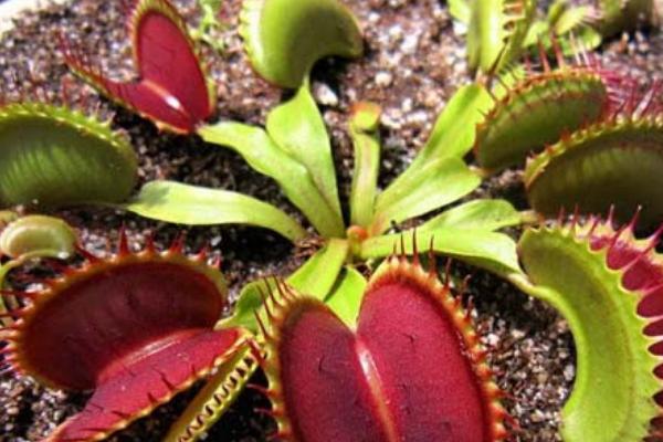 捕蠅草種子怎么種 捕蠅草好養嗎