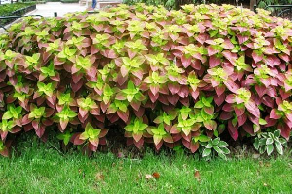 彩葉草可以水培嗎 彩葉草的水培養殖方法