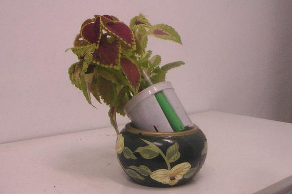 彩葉草可以水培嗎 彩葉草的水培養殖方法