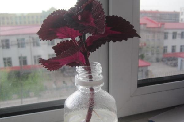 彩葉草可以水培嗎 彩葉草的水培養殖方法